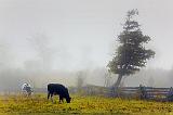 Cows In Fog_08596
